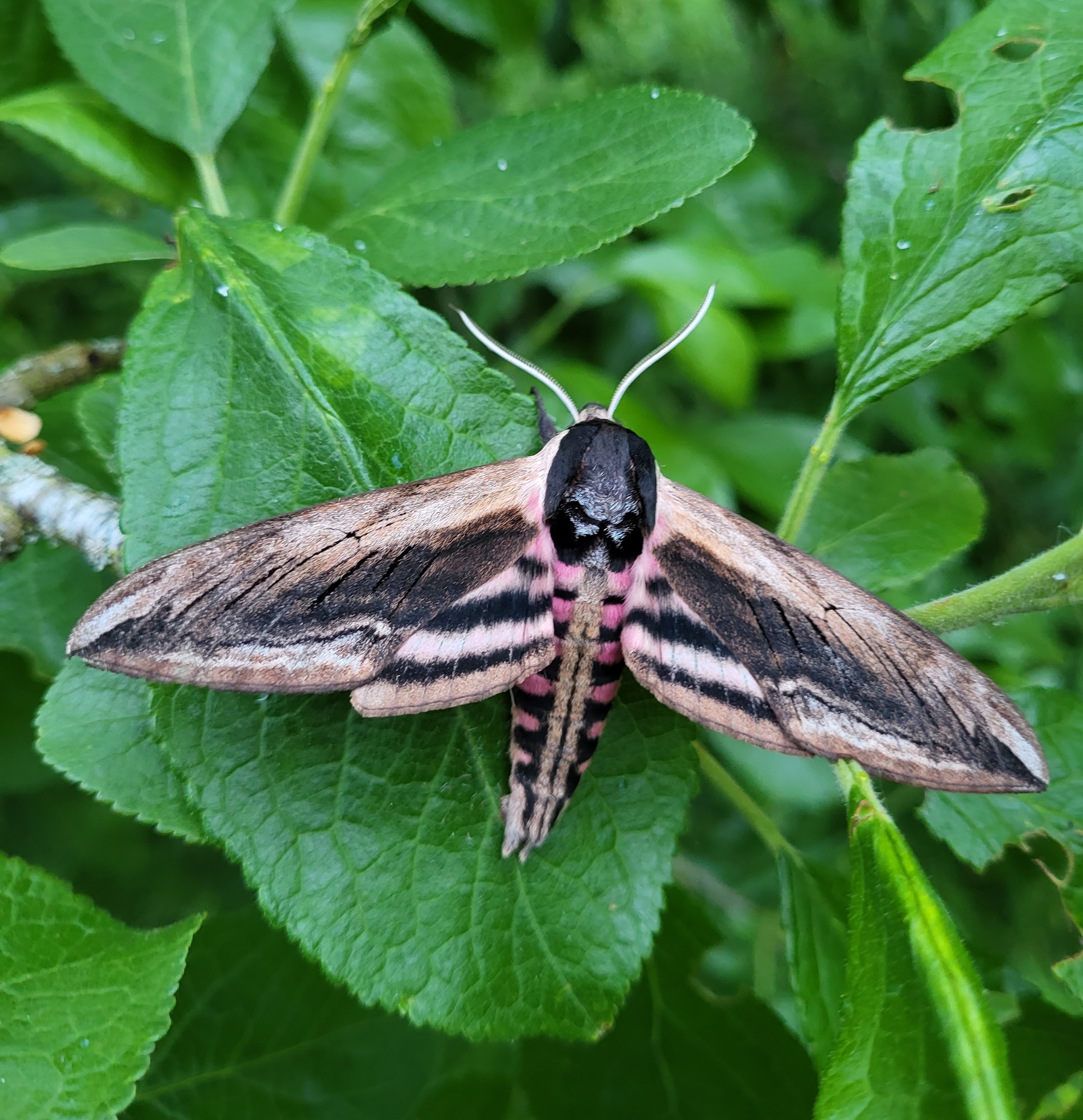 Photo of Privet Hawk-moth (Sphinx ligustri)